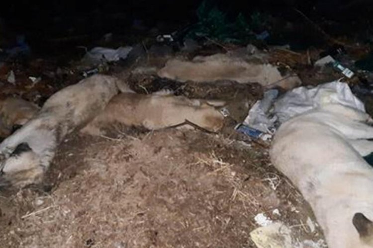 Tam bir vahşet! Ayaklarını bağlayıp zehirlediler