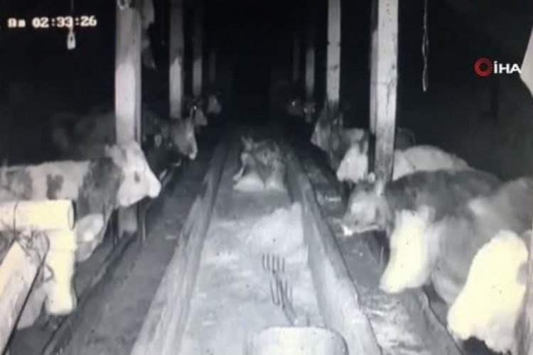 İneklerin deprem paniği kamerada
