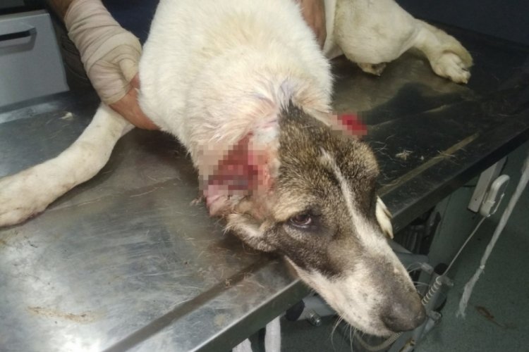 Bursa'da kulakları kesilen köpek tedavi altında