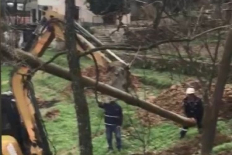 Bursa'da ağa&ccedil; elektrik direkleri değiştirildi