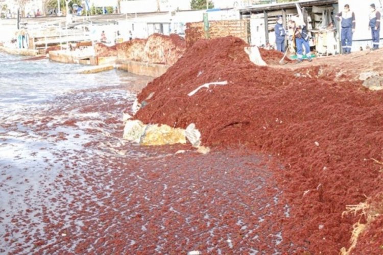 Caddebostan yine kırmızıya b&uuml;r&uuml;nd&uuml;