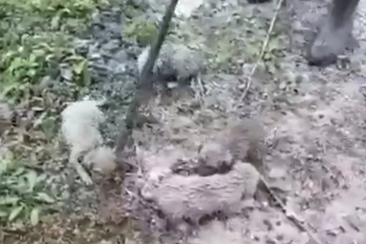 R&ouml;gardaki donmak &uuml;zere bulunan 5 yavru k&ouml;pek kurtarıldı