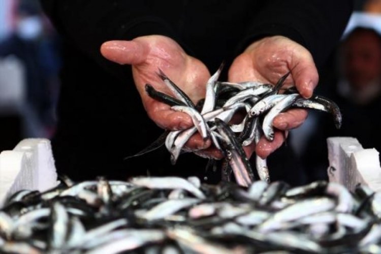 İstanbul'un doğusu ve Kocaeli sınırında hamsi yasağı kaldırıldı