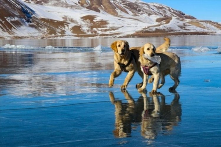 Balık G&ouml;l&uuml;'nde oynayan k&ouml;pekler g&uuml;l&uuml;msetti