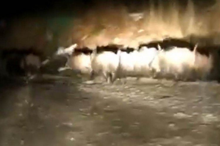 Bartın'da domuz s&uuml;r&uuml;leri aracın &ouml;n&uuml;nde koştu
