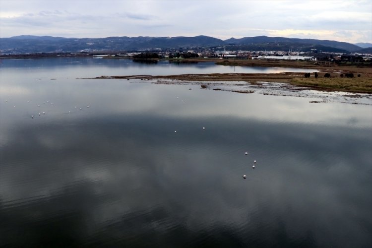 Hersek Lag&uuml;n&uuml;'n&uuml;n "kanatlı" misafirleri izlendi