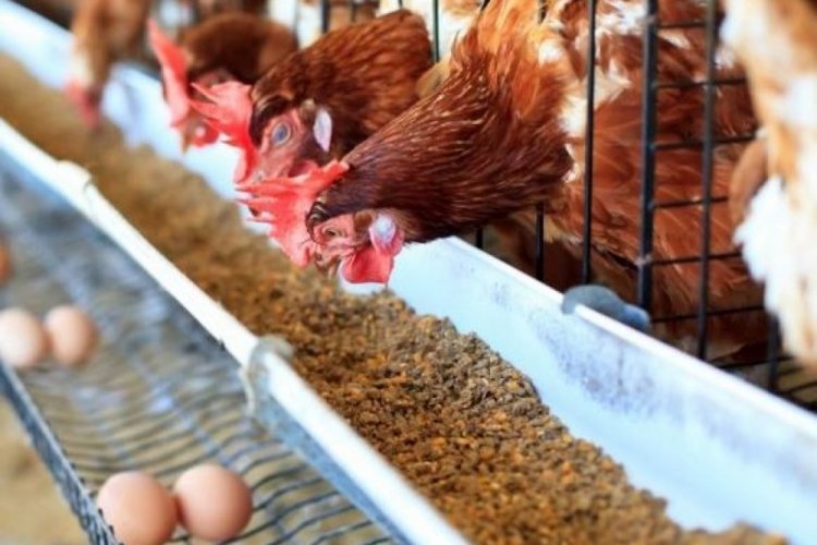 Bursa'da yumurta üreticileri kafes sistemine yönelmeye başladı