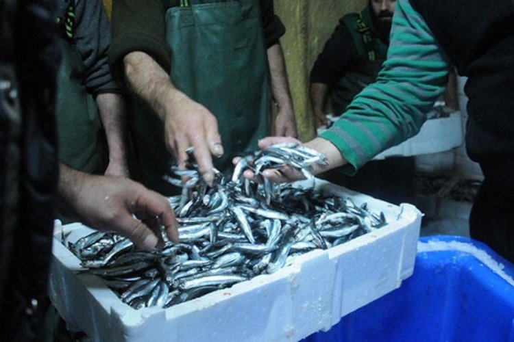 Balık&ccedil;ıların y&uuml;z&uuml; g&uuml;ld&uuml;! Tonlarca hamsiyle d&ouml;nd&uuml;ler