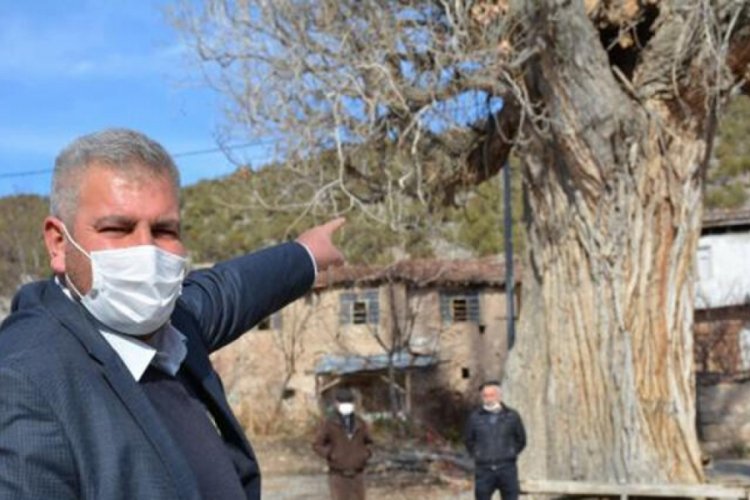 7 asırlık kavak ağacına koruma talebi