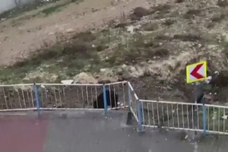 A&ccedil; kalan domuz şehir merkezine indi