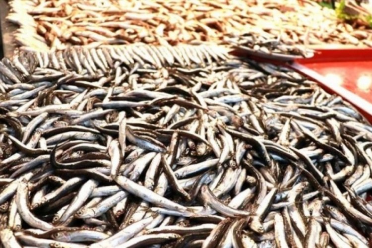 Av yasağı kalktı: Hamsi tezgahlarda