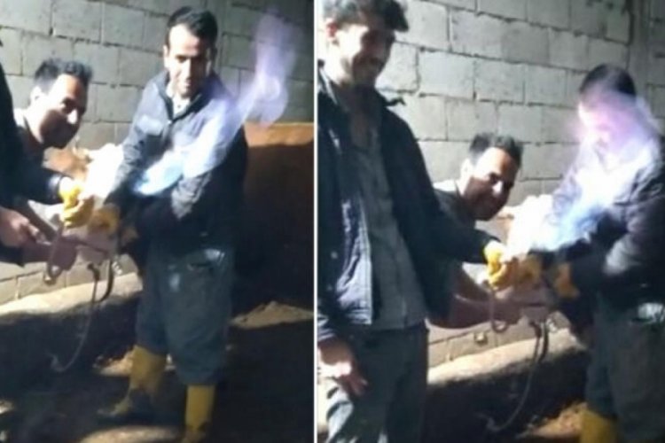 İneğin midesinde biriken gazı hortumla &ccedil;ıkarıp yaktılar!