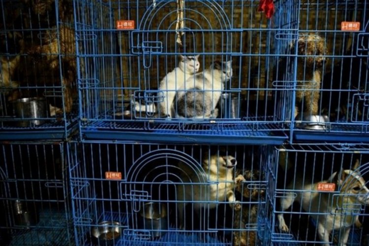 Güney Kore�de kediler ve köpekler de karantinaya alınacak Dünyadan