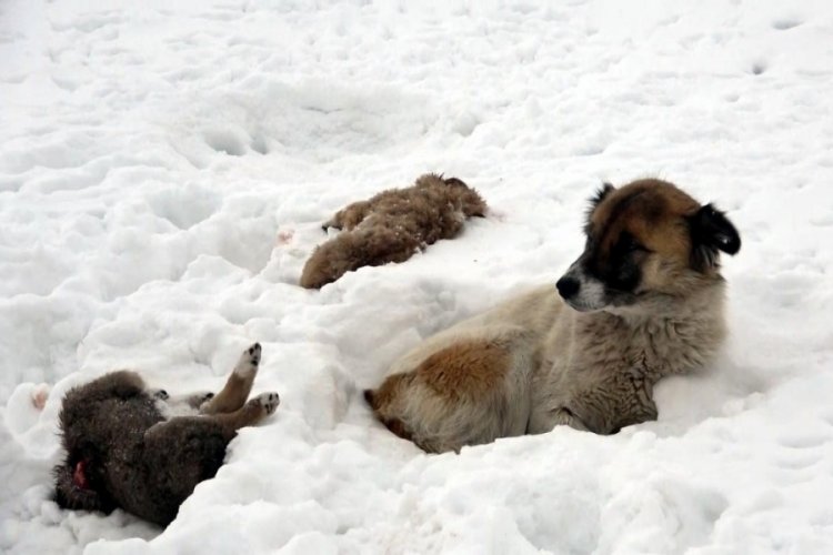 K&ouml;pek, donarak &ouml;len yavrularının başından 5 g&uuml;nd&uuml;r ayrılmıyor