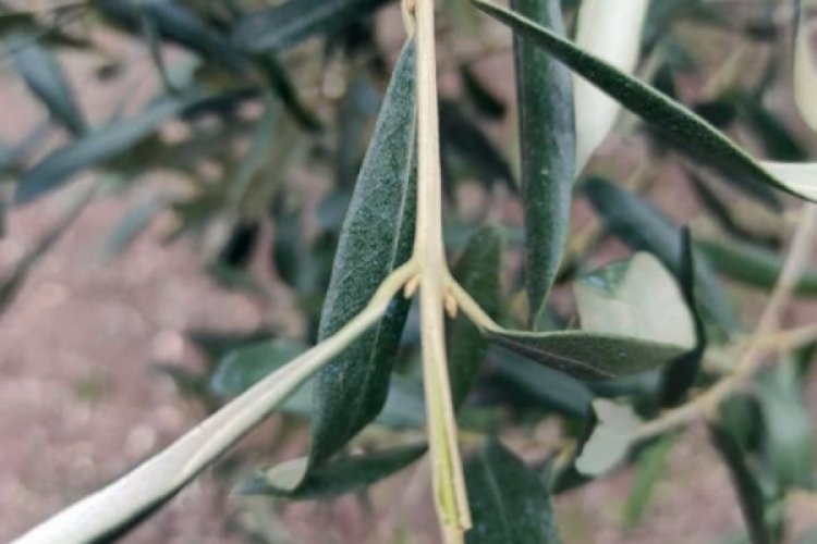 Bursa Mudanya'da zeytin ağa&ccedil;larında aşırı soğuklardan oluşan zararla ilgili toplantı