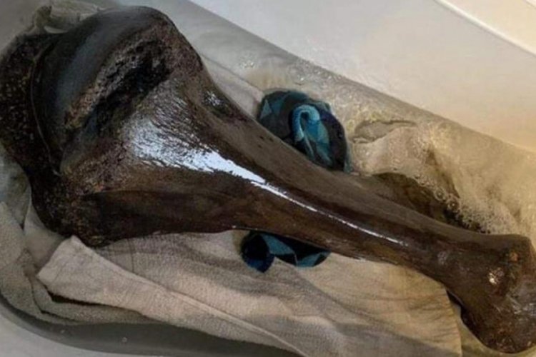 İngiltere'de bulundu! 125 bin yıl &ouml;ncesine ait