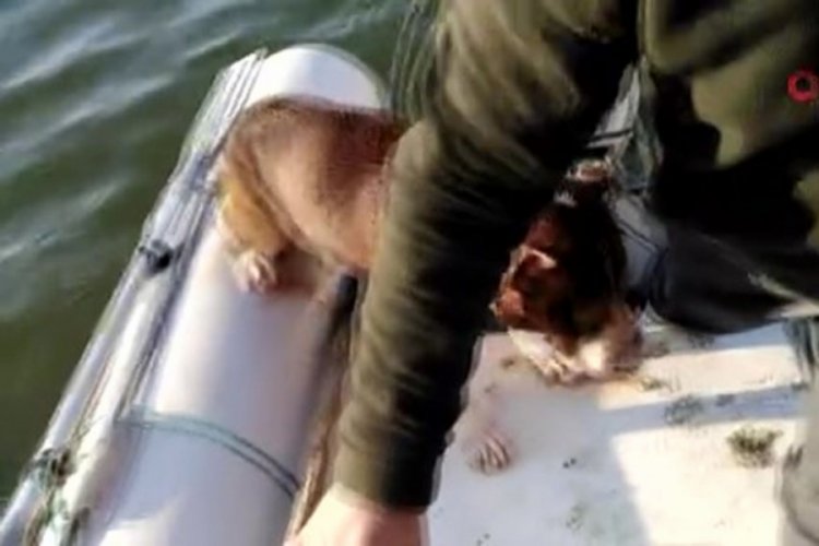 Baraja d&uuml;şen k&ouml;pek kurtarıldı