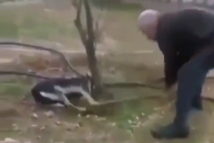 Zonguldak Valiliği'nden k&ouml;peğe işkence g&ouml;r&uuml;nt&uuml;lerine ilişkin a&ccedil;ıklama