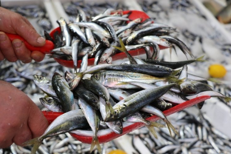 Karadeniz ısındı, balıkların boy ve g&ouml;&ccedil; yolları değişti