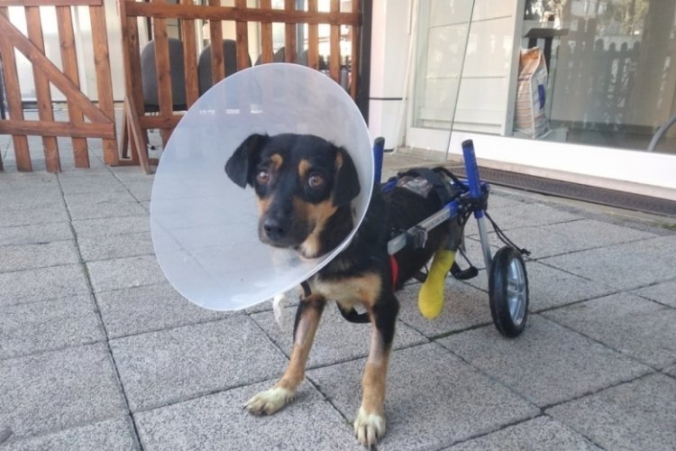 Bacakları kesilen k&ouml;peğe y&uuml;r&uuml;te&ccedil; takıldı