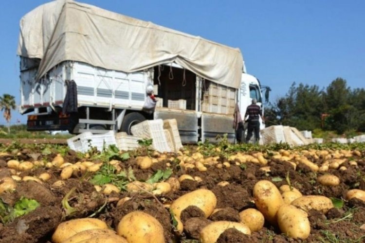 Üreticiler depoda bekleyen patates için destek istiyor