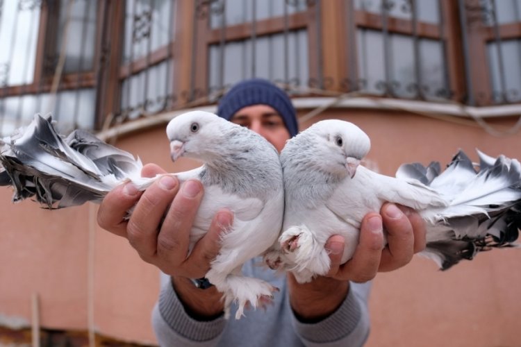 Otomobil fiyatına g&uuml;vercin: 100 bin lira