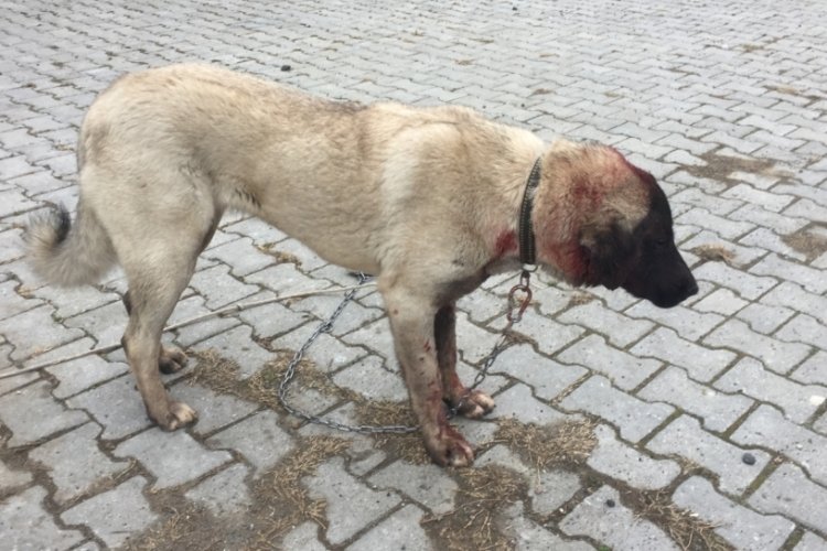 Yulaf tarlasına giren komşusunun k&ouml;peğini t&uuml;fekle vurdu