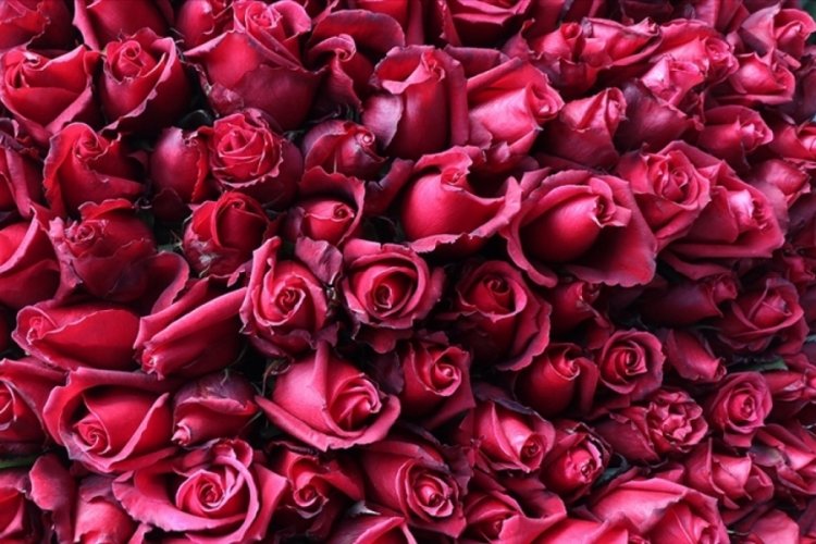 Sevgililer G&uuml;n&uuml;'n&uuml;n simgesi g&uuml;lde 5 yıllık ticaret hacmi 17,6 milyon dolar oldu