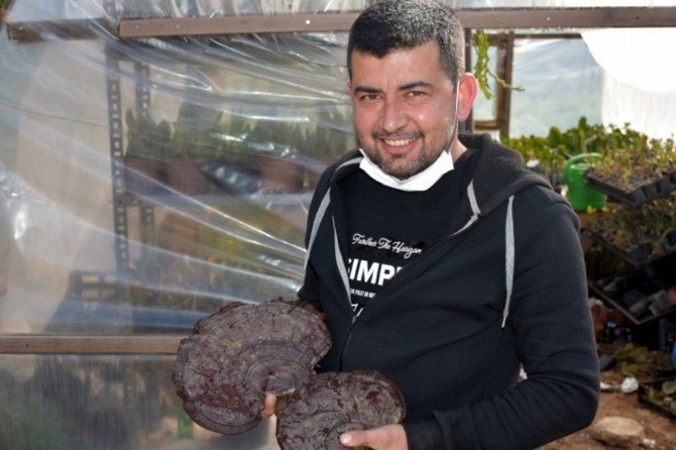 Doğada gezerken '&ouml;l&uuml;ms&uuml;zl&uuml;k mantarı' buldu