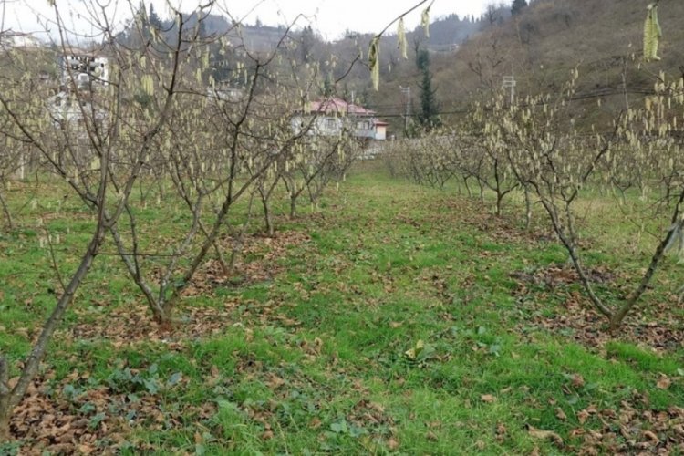 Kışın tomurcuk veren fındıkta 'zirai don' tehlikesi