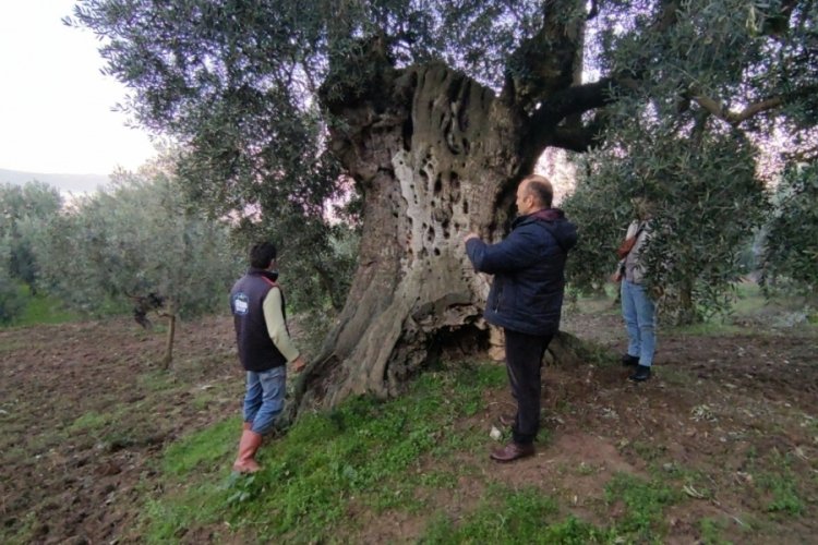 Bursa'da bin 500 yıllık zeytin ağacı şifa dağıtıyor 