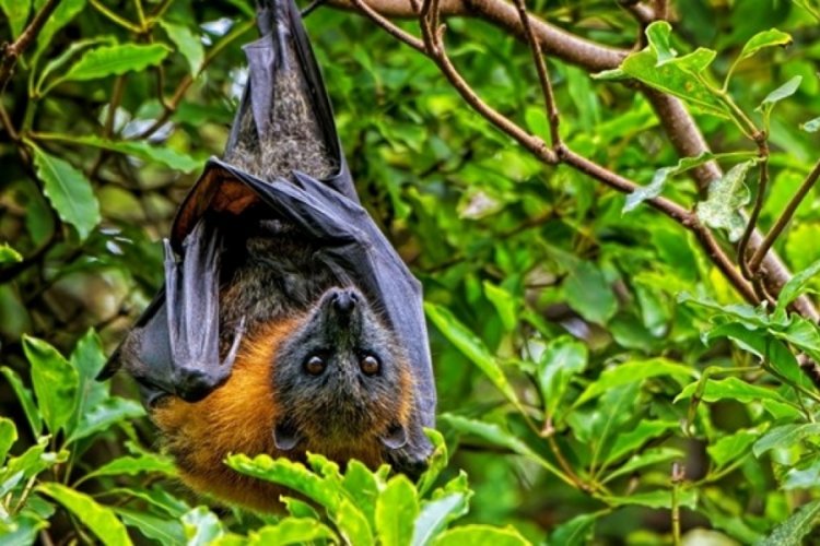 Tayland'da corona vir&uuml;se &ccedil;ok benzeyen yeni bir vir&uuml;s keşfedildi