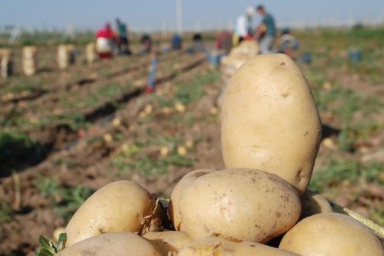 Bakanlıktan patates &uuml;reticilerine destek