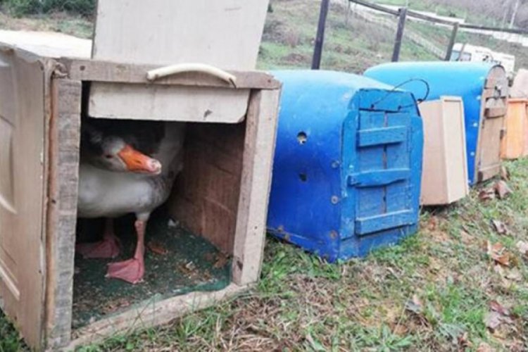 Kaz d&ouml;v&uuml;ş&uuml; operasyonunda 21 kişiye 45 bin lira ceza