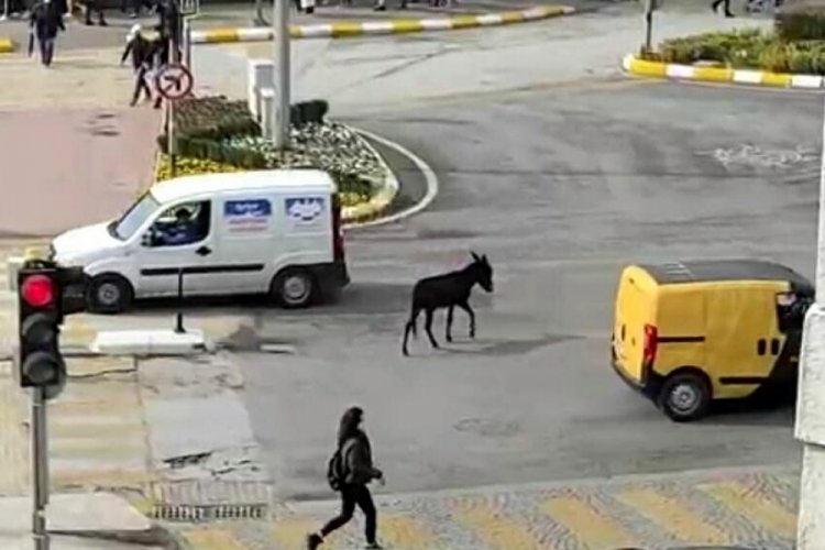 Başıboş sıpa s&uuml;r&uuml;c&uuml;lere zor anlar yaşattı