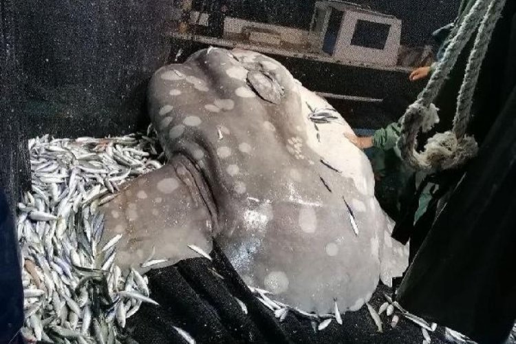 Balık&ccedil;ıların ağına 'ay balığı' takıldı