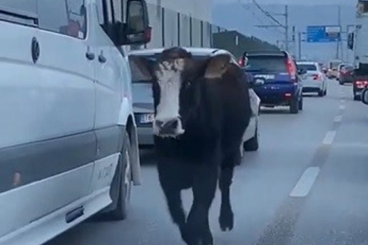 Bursa trafiğinde dana şoku yaşandı!