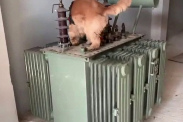 Depodaki trafoya gizlenmiş 50 kilo esrar ele ge&ccedil;irildi