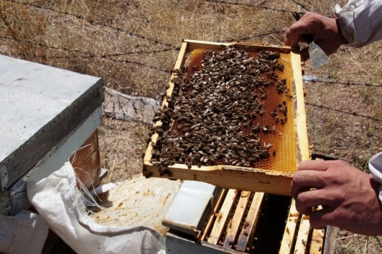 İklim değişikliği toplu arı &ouml;l&uuml;mlerine sebep oluyor