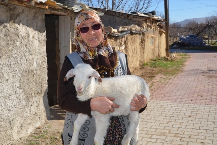 Şehit oğlunun ismini verdiği kuzusu &ccedil;alınan anne: İsteselerdi maaşımı verirdim