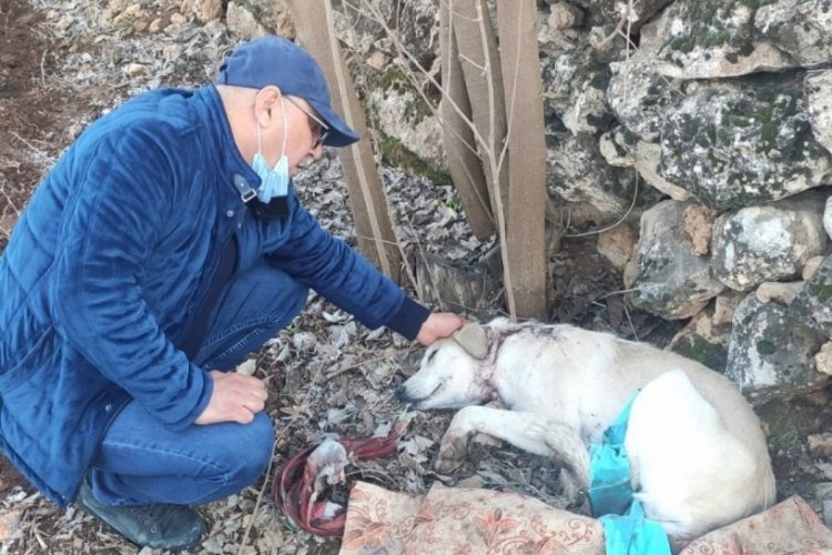 K&ouml;peği boynundan vurup ka&ccedil;tılar