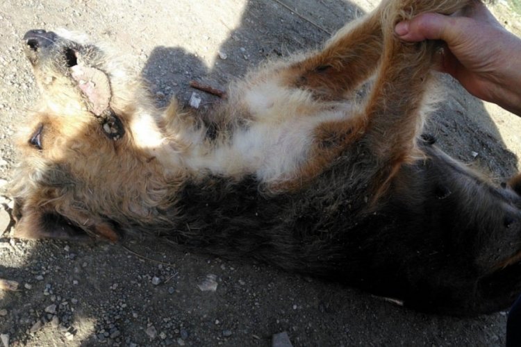 Mahalle ortasında iki k&ouml;pek silahla vurularak &ouml;ld&uuml;r&uuml;ld&uuml;