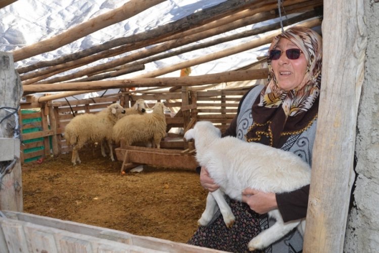 Şehit annesinin oğlunun ismini verdiği kuzusu ile 7 koyununu &ccedil;alan 3 kişi yakalandı