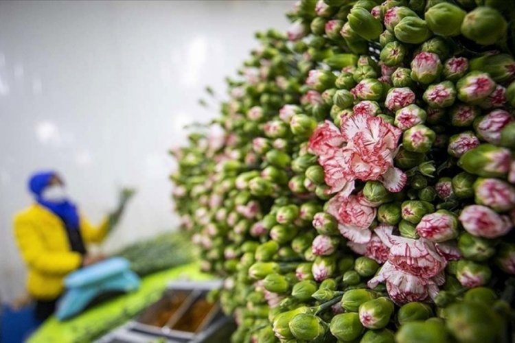 T&uuml;rkiye'de ge&ccedil;en yıl en &ccedil;ok &uuml;retilen kesme &ccedil;i&ccedil;ek 'karanfil' oldu