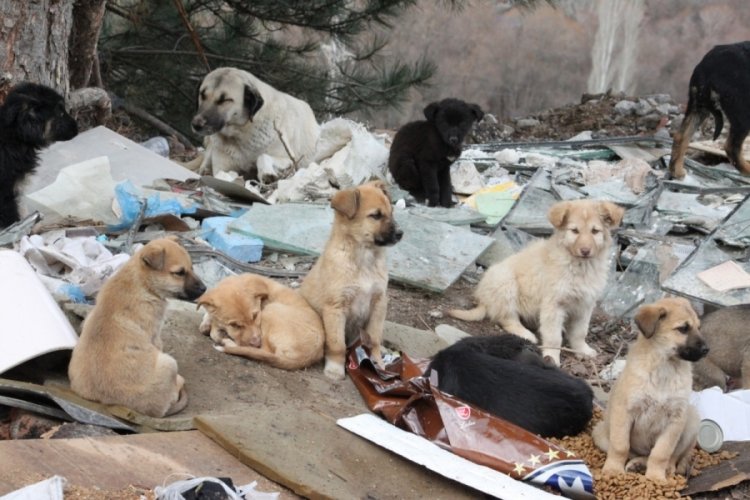 Sokak köpekleri ölüme terk edildi Güncel Haberler