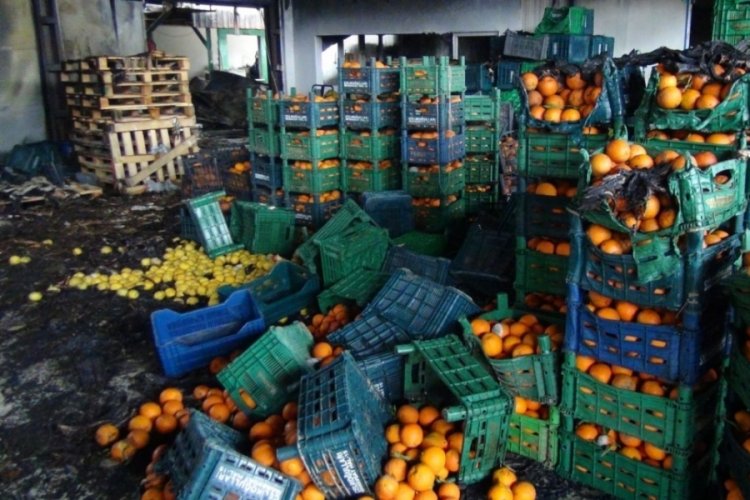Yangında 350 ton sebze k&uuml;l oldu