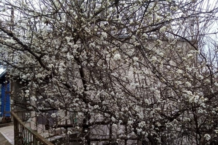 Erik ağa&ccedil;ları kış ortasında &ccedil;i&ccedil;ek a&ccedil;tı