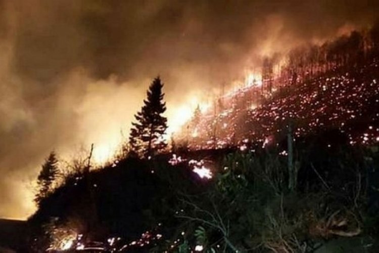 Trabzon'da orman yangını