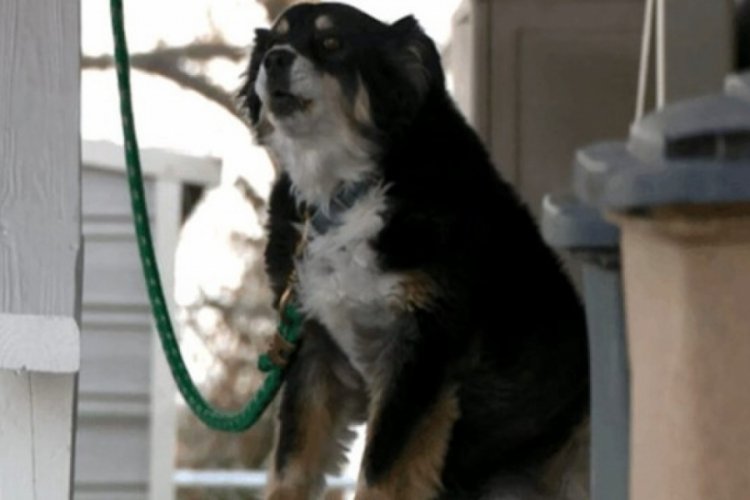 K&ouml;peğe 5 milyon dolar miras kaldı