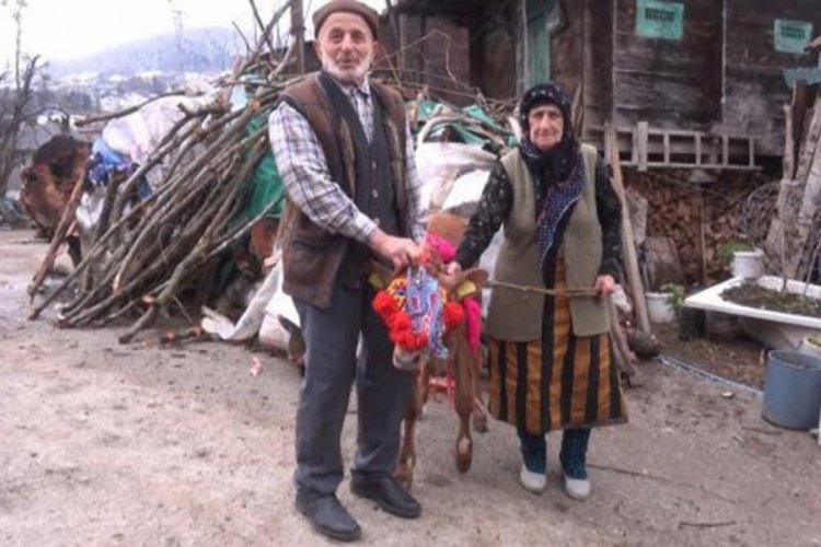 65 yıllık hayat arkadaşına buzağı hediye etti